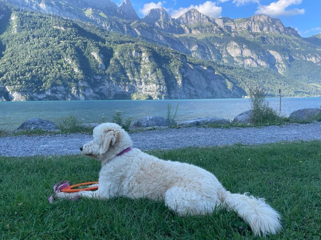 Doodle'S Amazing Chalet -Walensee - Flumserberg - Churfirsten - Heidiland - Pool - Sauna Mols Ngoại thất bức ảnh